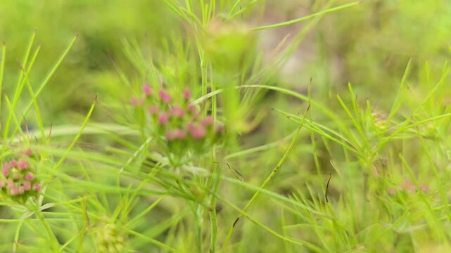Cumin Seeds Purple Blossoming Flowers