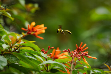 Yellow and black potter wasp in mid-flight flying towards flowers