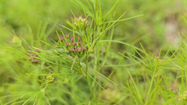 Cumin Seeds Purple Blossoming Flowers