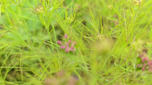 Cumin Seeds Purple Blossoming Flowers