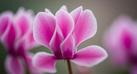 Soft pink flowers gently bloom bathed in soft light. AI Generated