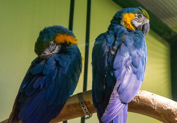 Obraz premium Parrot