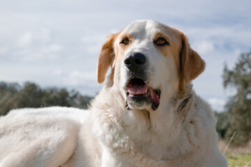 Majestic juvenile Spanish Mastiff. Purebred dogs.