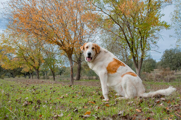 Peaceful large breed dog waits amicably sitting on the grass in the park in autumn