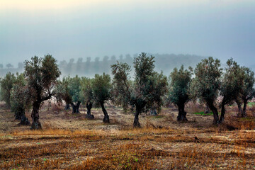 Niebla en el olivar
