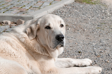 Obraz premium Magnificent white female Spanish Mastiff. Purebred dogs.