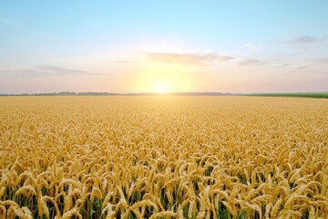 Naklejka premium Golden Wheat Field at Sunrise with Bright Sun and Clear Sky