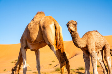 Arabisches Kamel mit Jungtier in der W&uuml;ste bei Sonnenuntergang