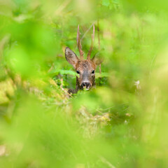 Portrait of a Roe deer buck among the vegetation in an undergrowth. Capreolus capreolus, Touraine, Indre et Loire 37, région Centre Val de Loire, France, European Union, Europe © Nature Emotion