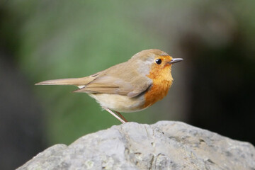Robin posing in profile