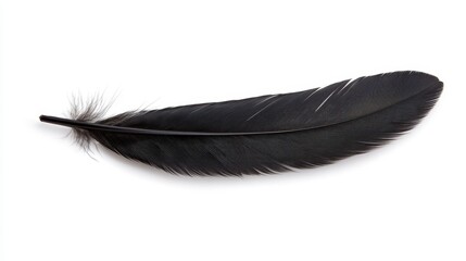 Black Feather Detail Macro Photography on White Background