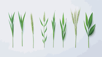 High-angle, close-up view of eight different types of green plants and grasses arranged in a horizontal row against a plain white background.  The plants vary in leaf shape and size, with some