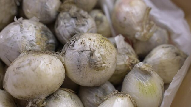 Heap of moldy onions on the ground, poisonous fungus spores multiplying forming mildew on food surface, dangerous black and green spots on stale products
