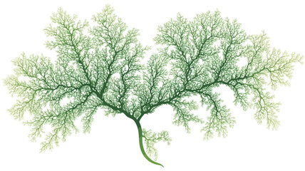Obraz premium A detailed illustration of a seaweed specimen. The image showcases a light green and yellowish-green color palette. The seaweed has a branching, fractal-like structure with fine, delicate lines and