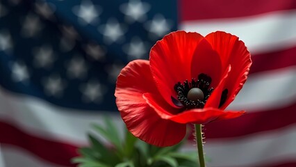 Memorial Day Concept. A national holiday in the United States, observed on the last Monday in May. A memorial poppy flower on the American flag in honor of Memorial Day and Veterans Day in the United 