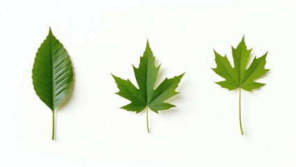 Fototapeta premium three different types of green leaves isolated on the background. The leaves showcase unique shapes and textures, offering a view of nature's design