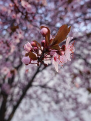 Beautiful spring flowers tree in a blurred background