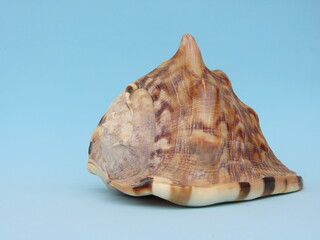 Large seashell Cassis tuberosa on light blue background. Seashell on blue background.