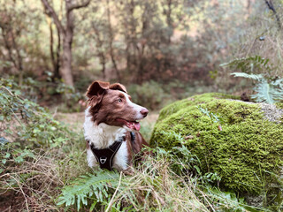 Happy young dog in a mountainous landscape, surrounded by nature.