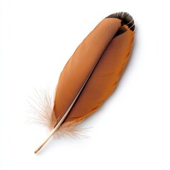 Brown Bird Feather on White Background