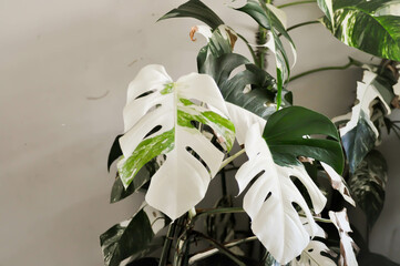 Monstera Albo or Monstera, Herricane plant or Swiss cheese or bicolor Monstera or white leaf