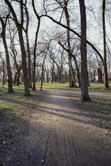 Trees and park path in public park. spring city park with trees. Sunset