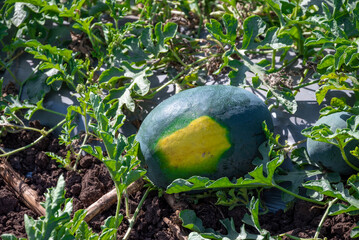 Fresh watermelon fruit in watermelon fields. Watermelon harvest season in summer