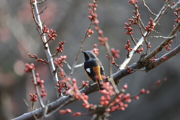 Crimson red plum buds that seems to bloom at any moment