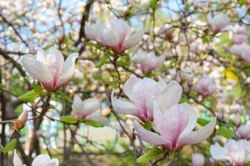 Blooming tree branch with pink Magnolia soulangeana flowers in park or garden on green background with copy space. Nature, floral, gardening, plant breeding