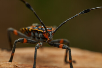 Close Up of Vibrant Bug Nymph in Detail