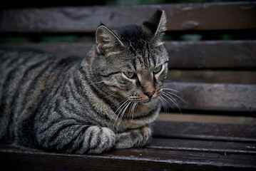cat on the bench