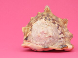 Large seashell Cassis tuberosa on pink background.
