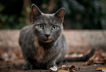 cat at the street