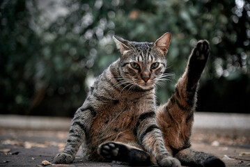 Fototapeta premium cat in the garden