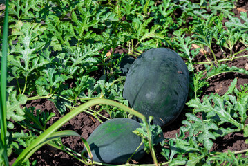 Fresh watermelon fruit in watermelon fields. Watermelon harvest season in summer