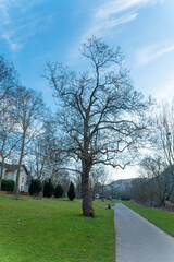 Obraz premium Leafless tree stands prominently in a serene park during a clear day in early spring