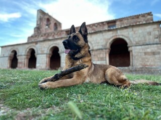 Dog relaxing in front of ancient stone building