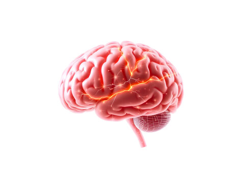 Human brain