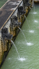 alligator in the river