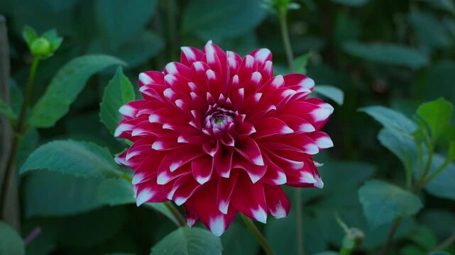 A red and white dahlia stands out in a green field, swaying gently with the wind. Its vibrant colors enhance the natural beauty.