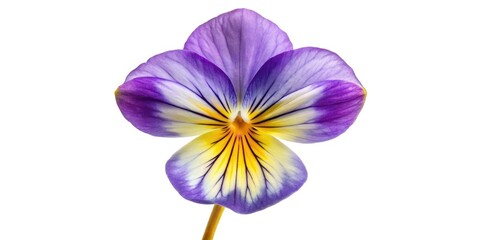 Obraz premium A close-up of a spring Field Pansy (Viola arvensis), its purple and yellow petals delicately isolated against a white background.