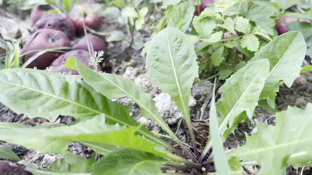 Red wormy and moldy apples on the ground, overripe rotten fruits for compost pit in fruits orchard, unhealthy crop with fungal spores, botany manures for plants growth