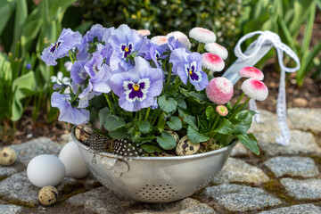 lila Stiefmütterchen und pink Bellis perennis im alten Sieb als Frühlings-Gartendekoration	
