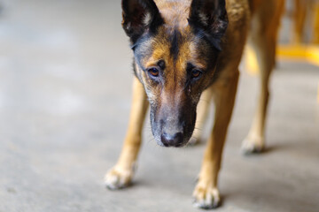 Portrait of a sad dog, Belgian Shepherd