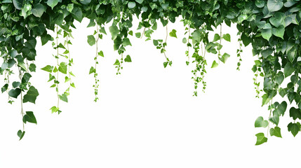 Luxuriant overhead view of emerald ivy curtain with cascading foliage transparent layer
