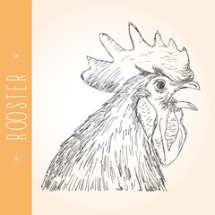 Rooster's head hand drawn, brown and yellow colors. Isolated picture on yellow background with rooster
