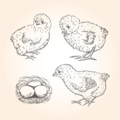 Hand drawn three chicken  - Set isolated on yellow background with bird 