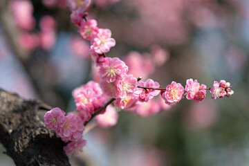 pink cherry blossom