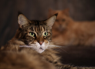 Cat, Maine Coon head portrait in studio.