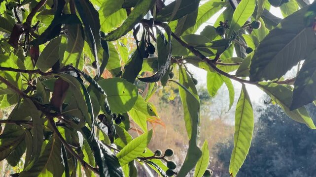 Loquat Tree with Developing Fruits in a Natural Setting.